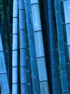 Bamboo, Kyoto, Kinki, Japan.jpg